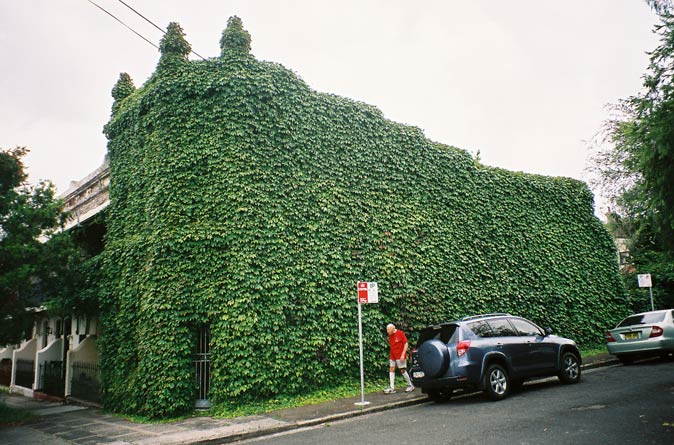 bondi-junction-house-greenery-covered-uh.jpg