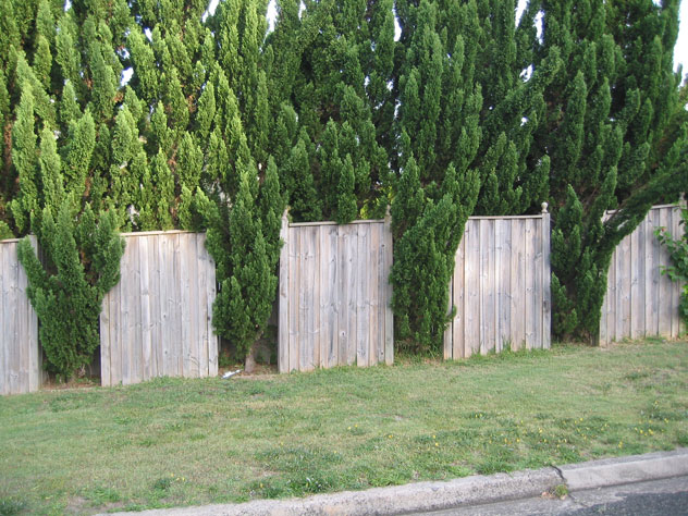 chifley-fence-trees-uf.jpg