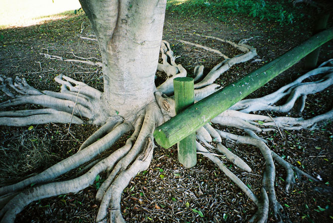 croydon-park-tree-roots-octopus-w.jpg