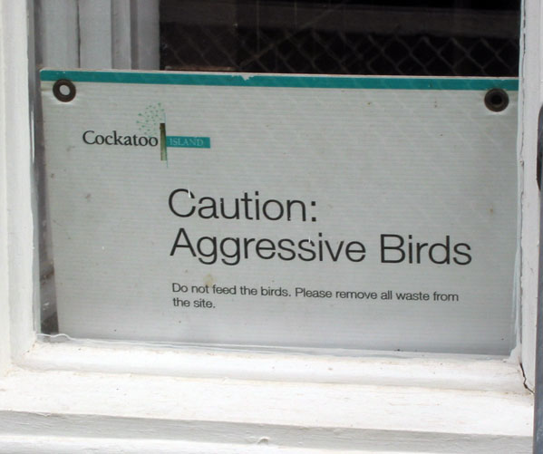 drummoyne-sign-birds-aggressive-usg.jpg