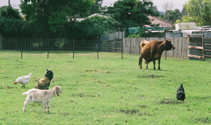 girraween-farm-animals-w.jpg