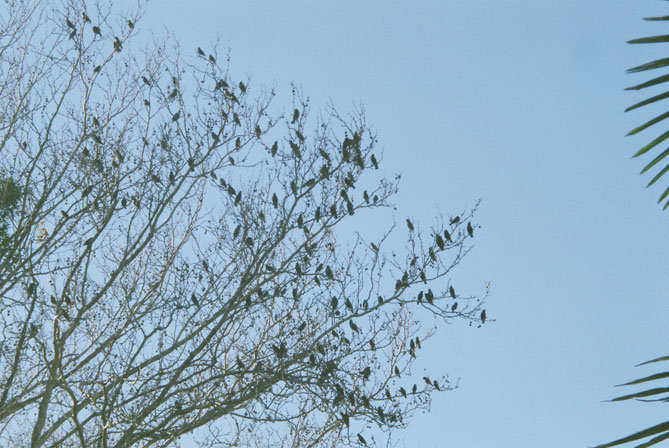 kensington-birds-tree-e.jpg
