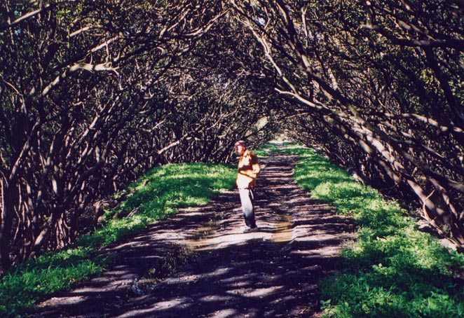 liberty-grove-mangrove-walks-w.jpg