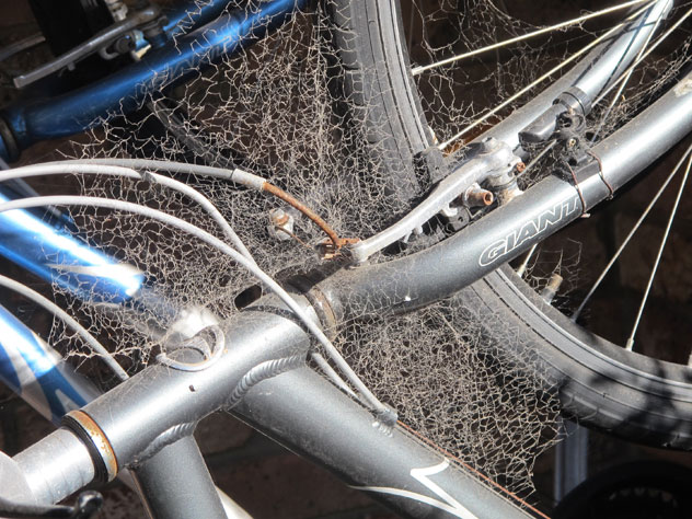 mcmahons-point-bicycle-spider-2-n.jpg