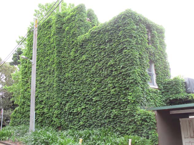 north-sydney-house-walls-green-3-uh.jpg