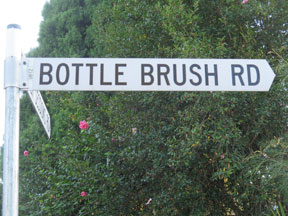 street-themes-shrubs-bottle-brush-kshr.jpg