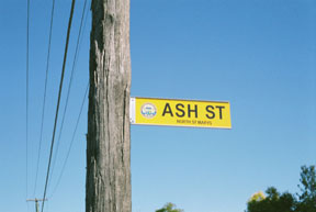 street-themes-trees-ash-ktre.jpg