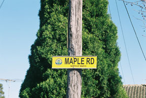 street-themes-trees-maple-ktre.jpg