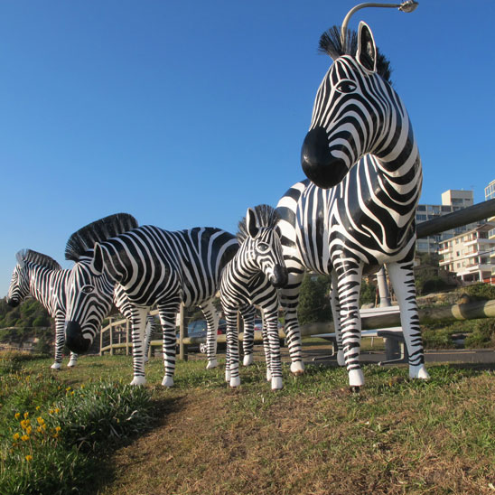 bondi-beach-zebras-e.jpg