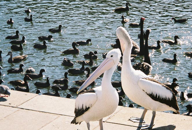 centennial-park-pelicans-e.jpg
