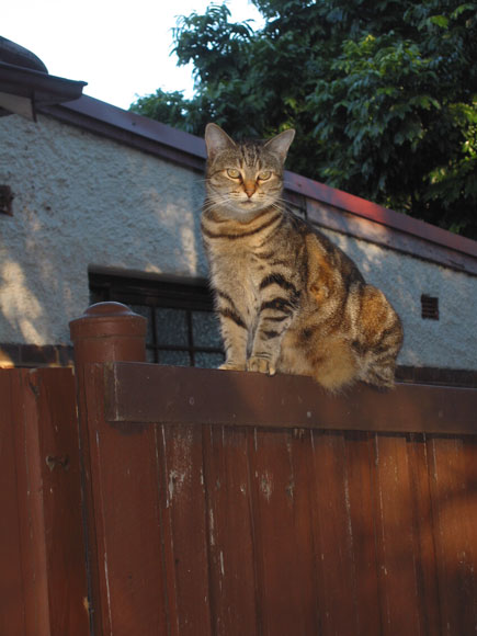 haberfield-fence-cat-uf.jpg