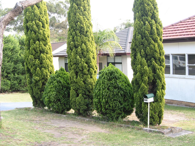 jannali-shrubs-size-different-ush.jpg