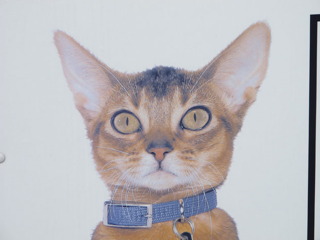 narraweena-paintings-vet-cat-stare-1-up.jpg