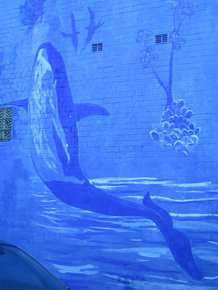 newtown-wall-aquarium-up.jpg