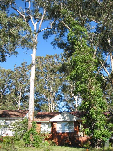 normanhurst-trees-tall-over-house-n.jpg