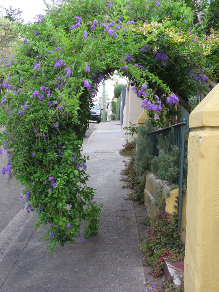 rozelle-shrubs-archway-ush.jpg