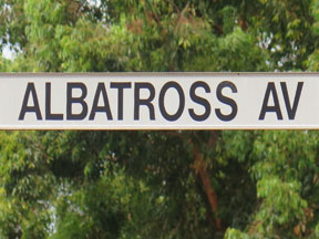street-themes-birds-albatross-kbrd.jpg