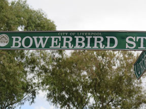 street-themes-birds-bowerbird-kbrd.jpg