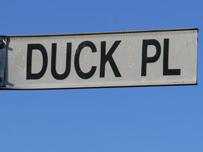street-themes-birds-duck-kbrd.jpg