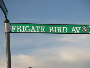 street-themes-birds-frigate-bird-kbrd.jpg