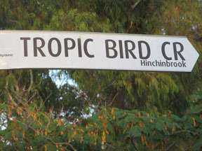 street-themes-birds-tropic-bird-kbrd.jpg
