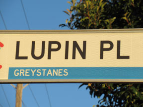 street-themes-plants-lupin-kpln.jpg