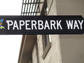 street-themes-shrubs-paperbark-kshr.jpg