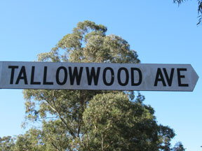 street-themes-wood-tallowwood-kwod.jpg