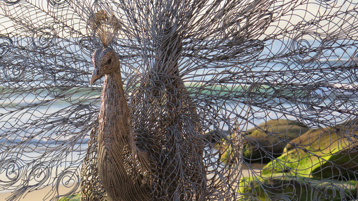 tamarama-sculpture-14-peacock-usc.jpg